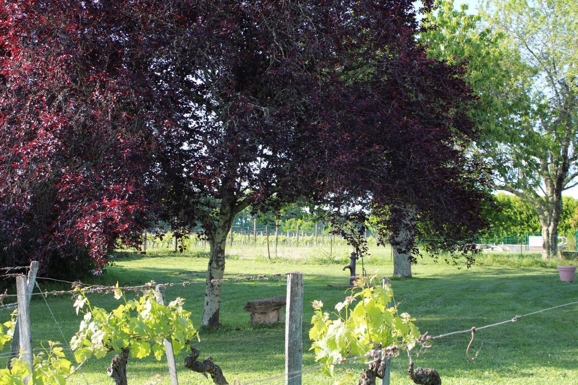 Sainte-Colombe  La Vigneraie De Laura Bed & Breakfast エクステリア 写真